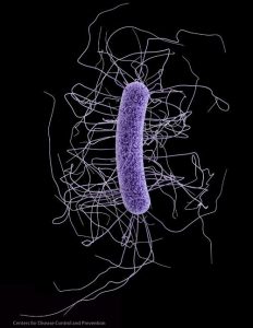 Clostridioides difficile: Antibiotic-Associated Colitis, Toxins, and Diagnosis