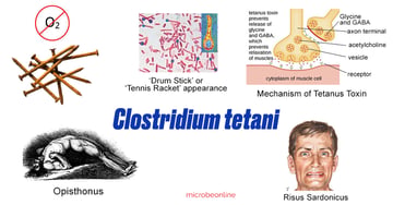 Clostridium tetani: Tetanus Toxin, Symptoms, Diagnosis, Prevention