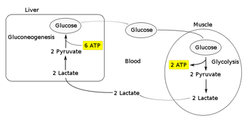 Cori Cycle: Steps, Regulation, and Importance