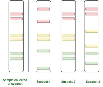 DNA Fingerprinting: Principle, Steps, and Applications