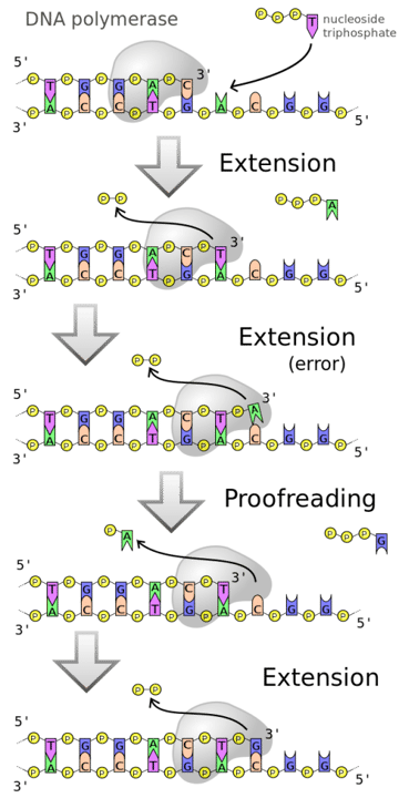 DNA Polymerase: Structure, Types, and Functions