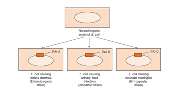 Escherichia coli: Identification, Biochemical Tests, and Disease