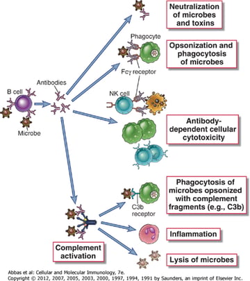 Functions of Antibodies: Neutralization, Opsonization, Complement, ADCC