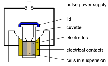 Electroporator: Principle, Parts, and Uses