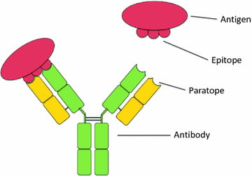 Epitopes: Types, B-cell vs T-cell Recognition, and Epitope Spreading