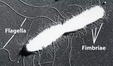 Flagella: Structure, Arrangement, Function