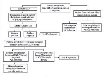 X and V Factor Test: How to Read the Disk Pattern and Avoid False Haemophilus IDs