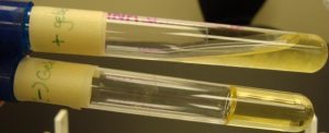 Gelatin Hydrolysis Test: Why You Have to Put It in the Fridge to Read It
