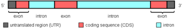 Exons And Introns: Functions and Types