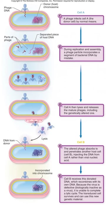 Generalized Transduction: Mechanism, Clinical Significance, and How It Spreads Antibiotic Resistance