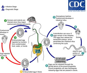 Hymenolepis nana (Dwarf Tapeworm): Life Cycle, Autoinfection, and Lab Diagnosis