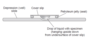 Hanging Drop Method: Principle, Procedure & How to Read True Motility