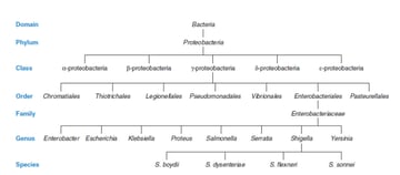 Classification of Bacteria