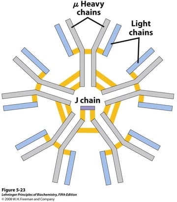 IgM Antibodies: Structure, Properties, Functions, and Clinical Significance