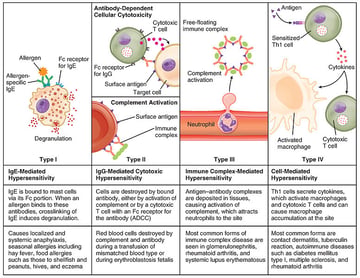 Type II Hypersensitivity: How One Antibody Kills a Cell Three Different Ways