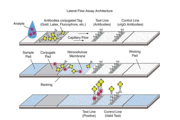 Immunochromatography (Lateral Flow Immunoassay): Principle, Procedure, and Uses