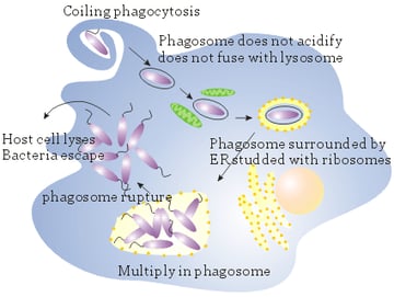 Legionella pneumophila: Legionnaires' Disease, Pathogenesis, Diagnosis, Treatment