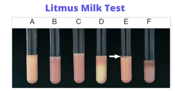 Litmus Milk Test: Principle, Procedure, and Results