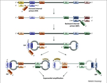 Loop-Mediated Isothermal Amplification (LAMP): Principle, Mechanism, and Applications