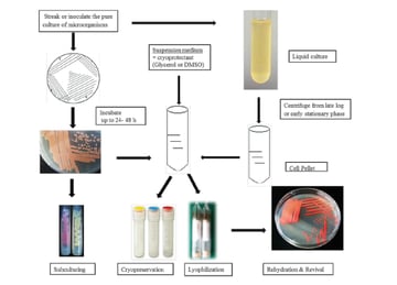 Maintenance and Preservation of Pure Cultures of Bacteria: Methods and QC