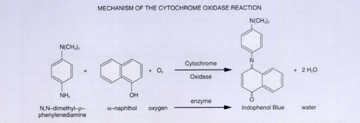 Oxidase Test: Purple in 10 Seconds, Delayed, or a False Negative?