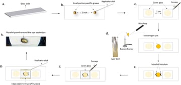 Slide Culture for Fungi: Principle, Procedure, Results