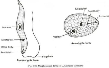 Leishmania: Life Cycle, Types of Leishmaniasis, Pathogenesis, and Laboratory Diagnosis