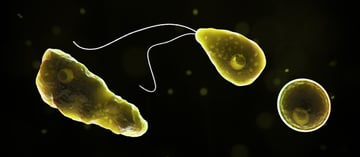 Naegleria fowleri (Brain-Eating Amoeba): Life Cycle, Transmission, Symptoms, and Prevention