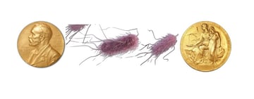 Who Discovered E. coli? Theodor Escherich and the History of E. coli