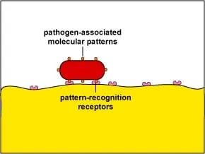 Phagocytosis: Mechanism and Steps