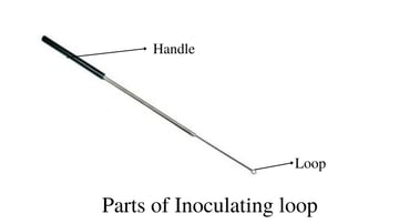 Inoculating Loop: Types, Parts, Uses, and Sterilisation in Microbiology