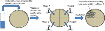 Bacterial Typing Methods: Aim, Attributes, Types