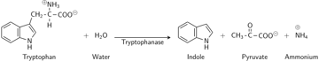 Indole Test: Principle, Procedure, Interpretation & Indole-Positive Organisms