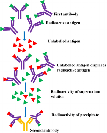 Radioimmunoassay (RIA): The Competitive Principle (More Antigen, Less Signal)