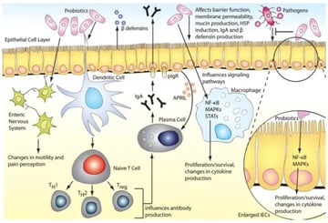 How Do Probiotics Work? Mechanisms of Action Explained