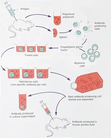 Monoclonal Antibodies: Hybridoma Production, Types, and Applications