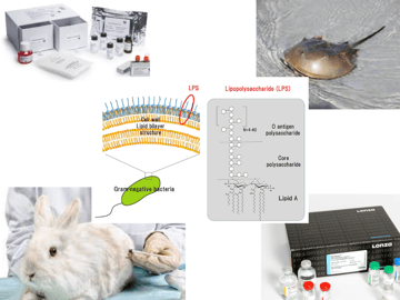 Pyrogen and Bacterial Endotoxin Testing: Methods Compared