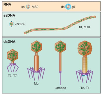 Bacteriophage: Structure, Replication (Lytic and Lysogenic), and Uses