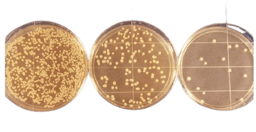 Serial Dilution Method: Principle, Procedure, Uses, and Bacterial Count Calculation