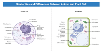 Similarities and Differences Between Plant and Animal Cells (With Diagram)