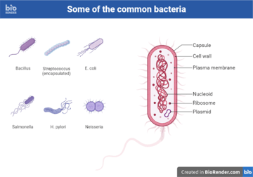 Differences and Similarities Between Bacteria and Viruses