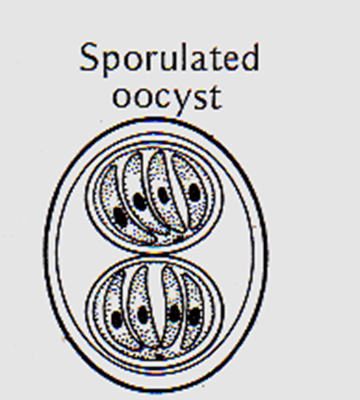 Toxoplasma gondii: Life Cycle, Reactivation in AIDS, Congenital Infection, and Diagnosis