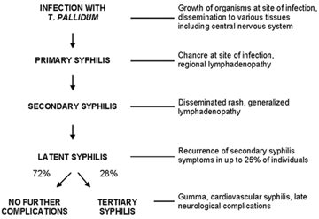 Treponema pallidum and Syphilis: Stages, Pathogenesis, and Diagnosis