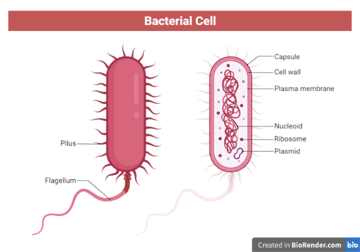 Structure of Bacteria: Cell Envelope, Cell Interior, and External Structures