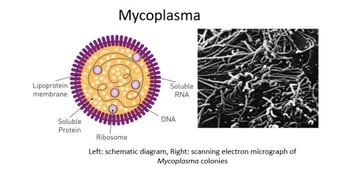 Cell Wall–Deficient Bacteria