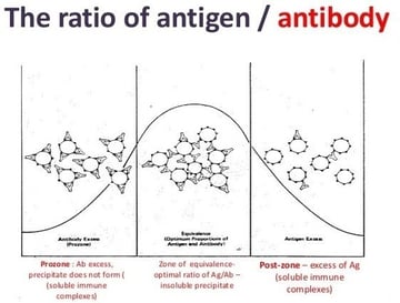 Antigen-Antibody Reactions: Types, Stages, and How Each Is Used
