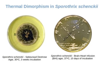 Dimorphic Fungi: Disease, Properties
