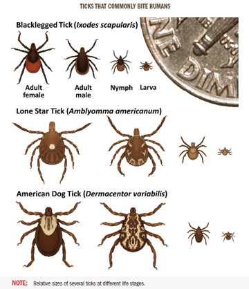 Parasitic Infections: Classification, Sources, Modes of Transmission, and Prevention With Examples