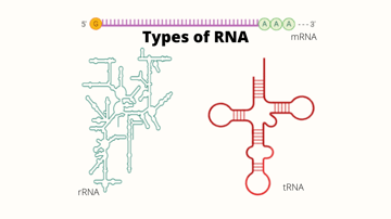 Types of RNA: Structure and Functions