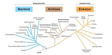 Archaea: Characteristics, Examples, and Differences from Bacteria